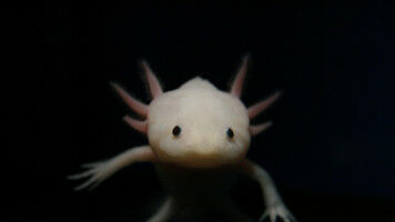Decoding the axolotl: a new path for limb regrowth