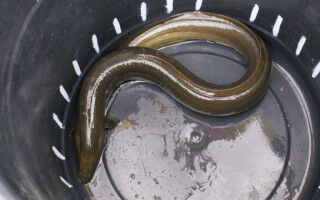 DNA testing reveals endangered eels sold as food
