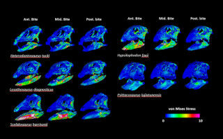 Early dinosaur skulls show how meat-eaters became vegetarian