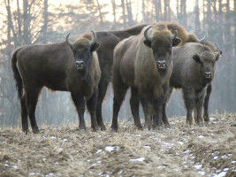 Elk and bison would find enough space in Germany - if they make it to us