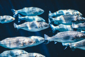 Smooth emergency evacuation: lessons from a school of fish