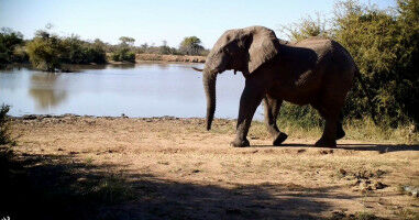 Fear of human 'super predator' pervades South African savanna
