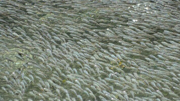 Fish schools work a bit like the brain