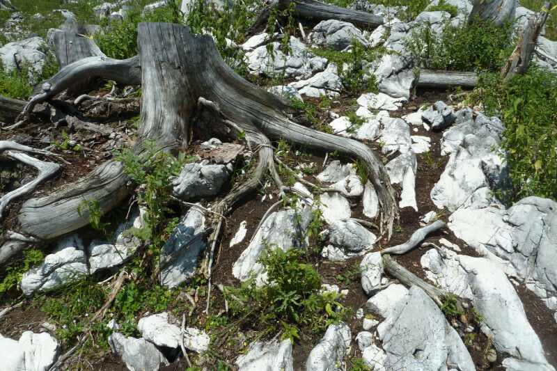 Due to microbial degradation and erosion, humus and thus carbon are lost and the