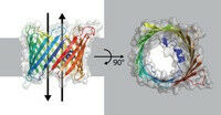 Model of the beta-barrel protein porin from baker&rsquo;s yeast found in the mit