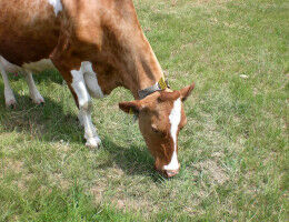 Healthy teeth thanks to the 'washing machine effect'