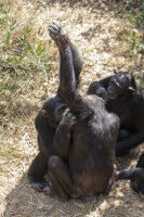 High five: Chimpanzees communicate to coordinate grooming