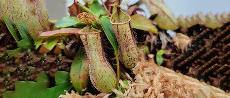 How A Pitcher Plant Evolved with Tenfold Genomic Wealth