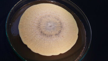 How Microbes Die Influences Soil Carbon Content