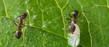 How Sneaky Fungi Hide From Ants