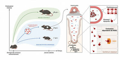 How the microbiota stimulates growth