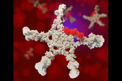 The five-armed IgM with the attached CD5L protein (red)