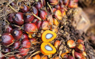 Is there more to palm oil than deforestation?