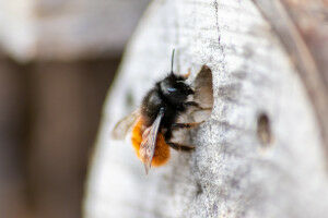 Just follow your nose!