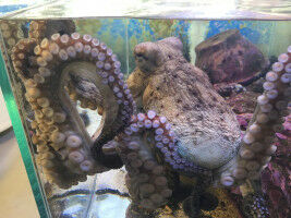 Cognitive abilities of the octopus