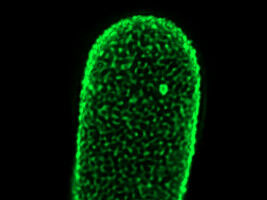 The incredible architectural complexity of plants