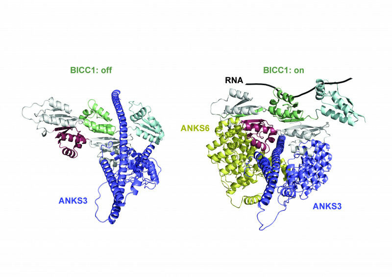 The three proteins BICC1, ANKS3 and ANKS6 interact to bind and regulate mRNAs in