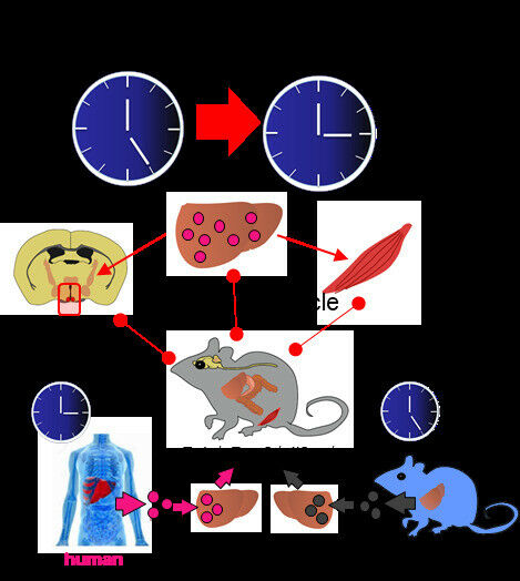 A &rsquo;humanised&rsquo; mouse model receives liver cells from healthy mice (co