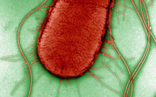 Mapping the evolution of E. Coli virulence offers refined drug target