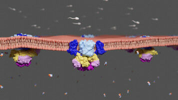 Membrane Transporter Ensures Mobility of Sperm Cells