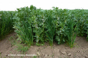 Mixture of crops provide ecological benefits for agricultural landscapes