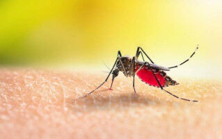 Mosquito hearing could be targeted by insecticides