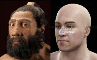 Nose shape gene inherited from Neanderthals