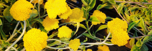 Plant Research Reaches a New High