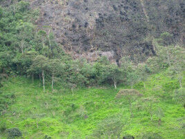 Rainforest protection also with economic value