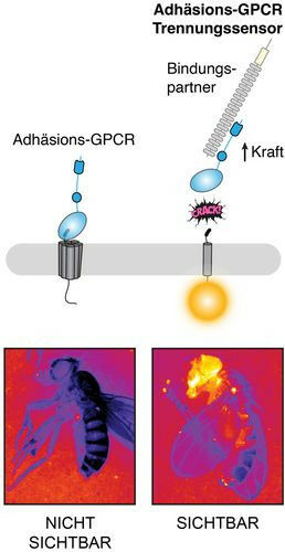 Appearance of adhesion GPCRs (left) and functional principle of the NRS techniqu