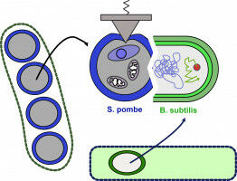Spores as specialist survivors and multifunctional proteins