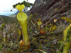 &rsquo;Nepenthes murudensis&rsquo; is endemic to Mount Murud in Sarawak, Malaysi