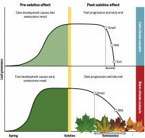 The summer solstice effect