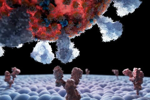 3D illustration of a coronavirus binding to a human cell. (�Christopher Hohmann,