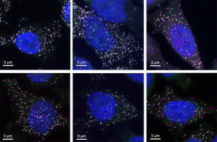 Translating an RNA boosts its degradation
