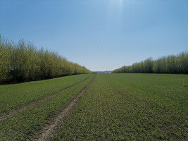 Tree rows in modern agriculture reduce damage to environment