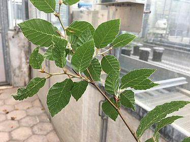 The nanoparticles get trapped on the leaf surface. But do they also enter the ti