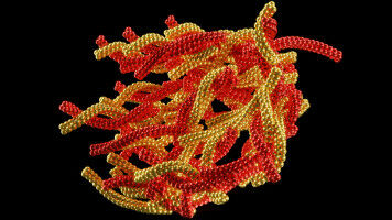 Ultra-long protein fibrils give clues on dementia risk