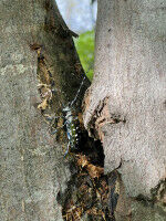 Forest protection 2022: heat, drought and new pests