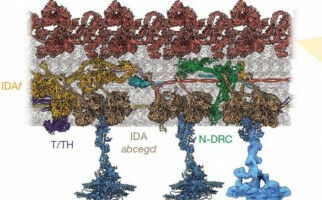 World's first illustration of the molecular machinery that makes cilia beat