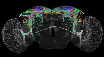 A Blueprint for the Brain's Circadian Clock