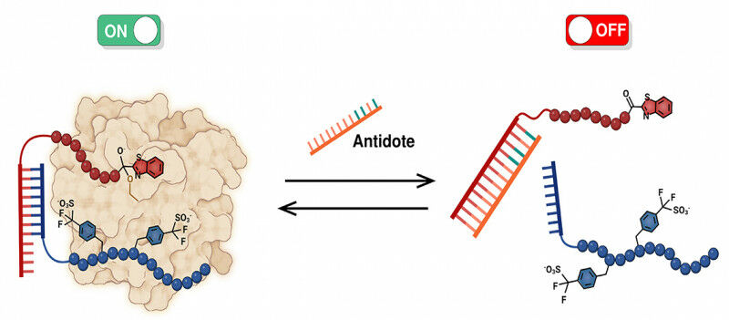The image illustrate the combined action of two molecules cooperating to inhibit