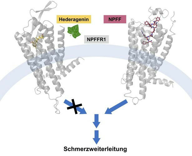 Hederagenin blocks the activation of the neuropeptide FF receptor 1, a protein f