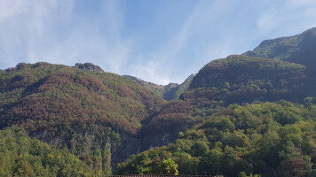 Advancing forest monitoring