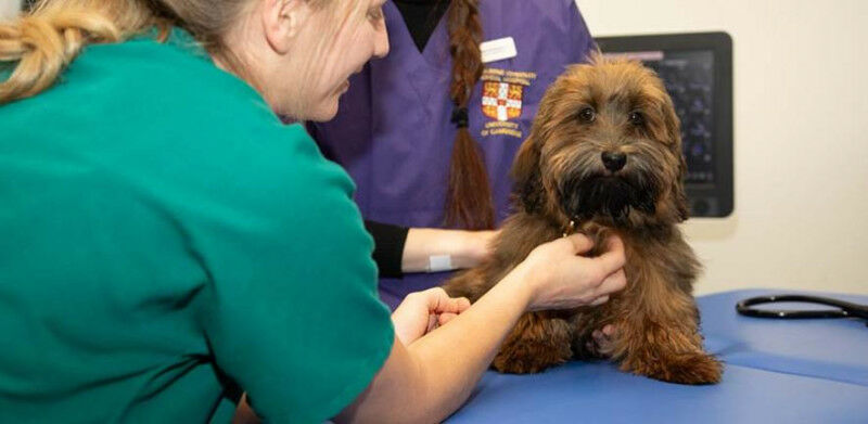 Huxley, a healthy volunteer Havanese, undergoes a physical examination at the Qu