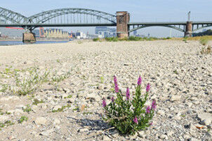 When water becomes scarce, its quality often deteriorates