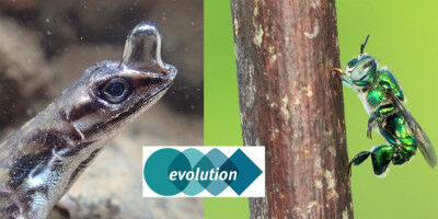 Animal behaviour and evolution