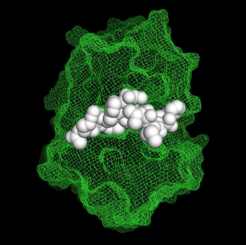 Non-natural peptide inhibitor in complex with cathepsin S. Credit: Aaron Petruzz
