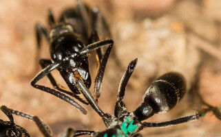 Ants Recognise Infected Wounds and Treat Them