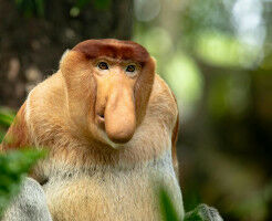 Bigger is better: male proboscis monkeys' enhanced noses evolved to attract mates